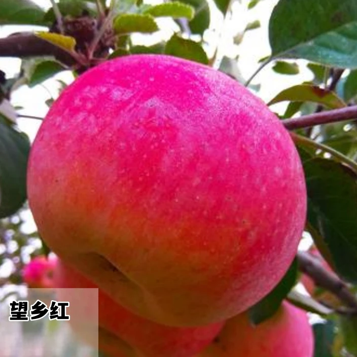 望乡红苹果树苗嫁接全红高桩无果锈南北方盆栽地栽3年苗【买1送2】