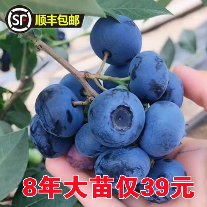 大果优瑞卡蓝莓树苗盆栽地栽南北方种植奥尼尔蓝莓树苗买一送一