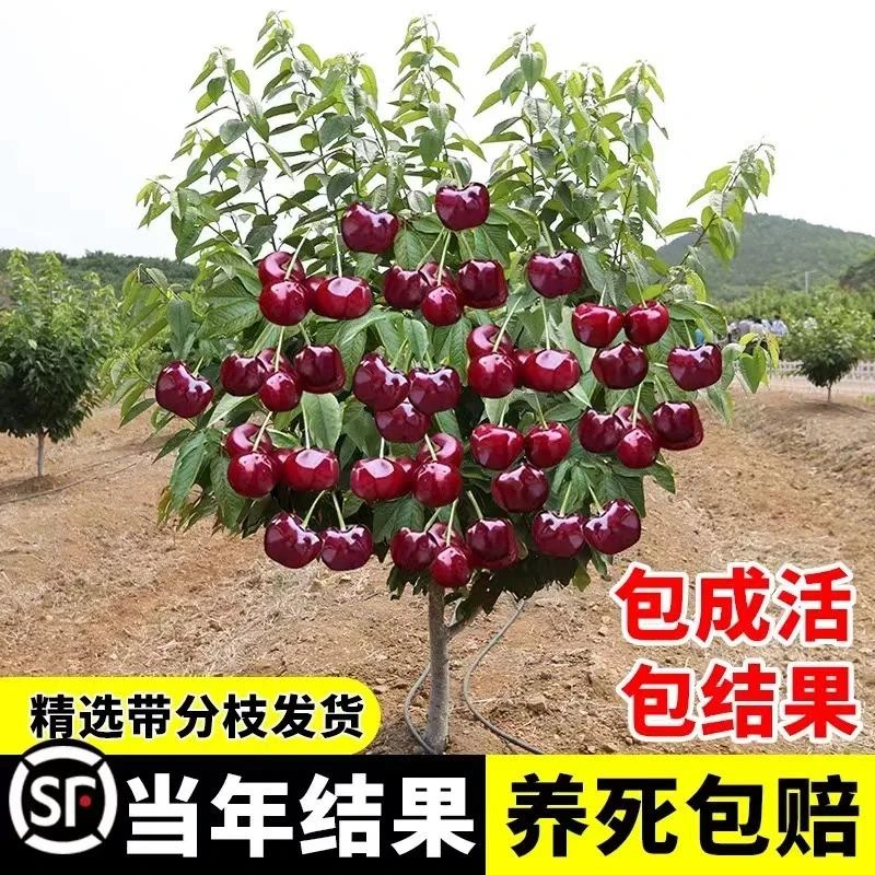 车厘子树苗樱桃树苗南方北方种植盆栽庭院果树矮化樱桃树大樱桃苗