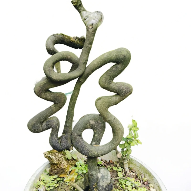 金弹子根艺素材盆景