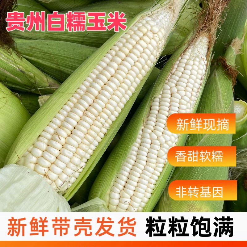 贵州农家新鲜白黄糯玉米棒子生苞米当季带壳现摘现发包邮