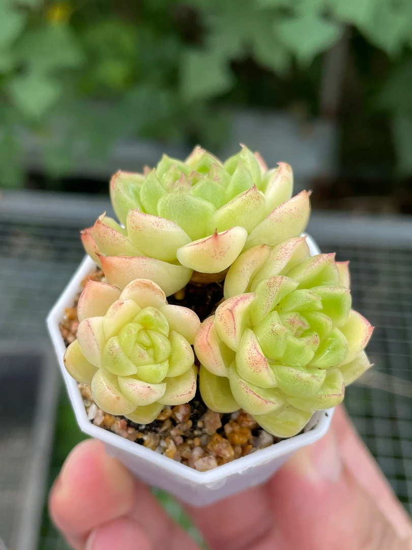 【全店凑满6.8元包邮】女王麦秆多肉