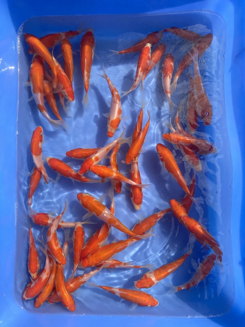 6-8公分红白鱼苗