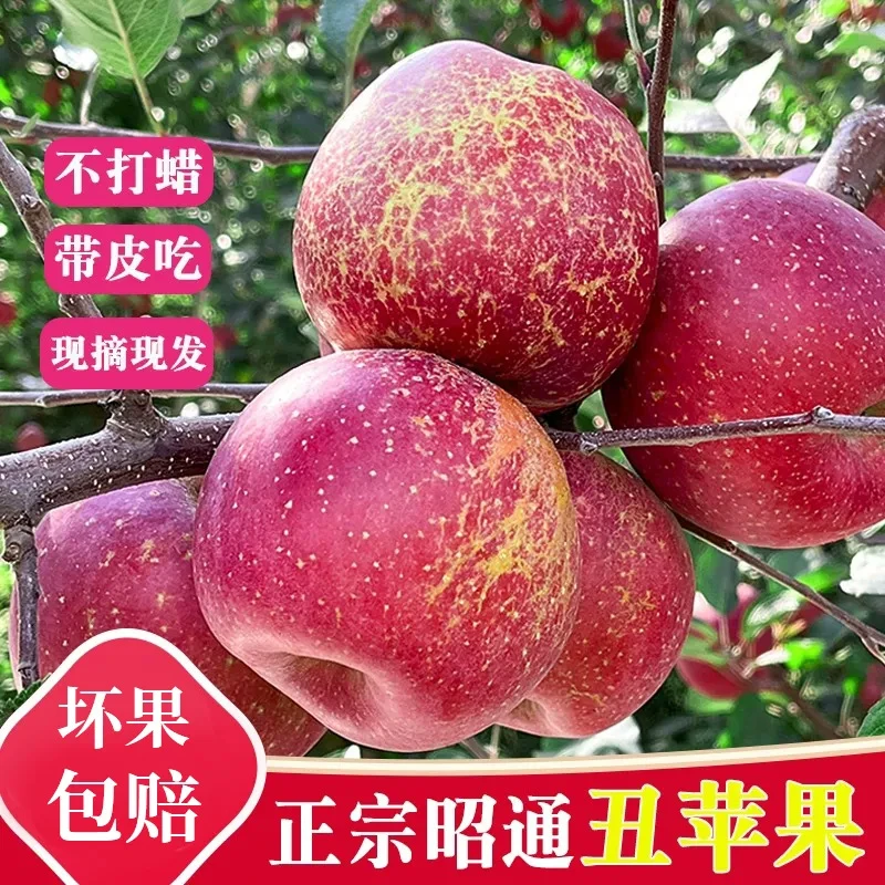 好吃云南昭通丑苹果冰糖心苹果水果新鲜当季整箱红富士播3斤脆甜