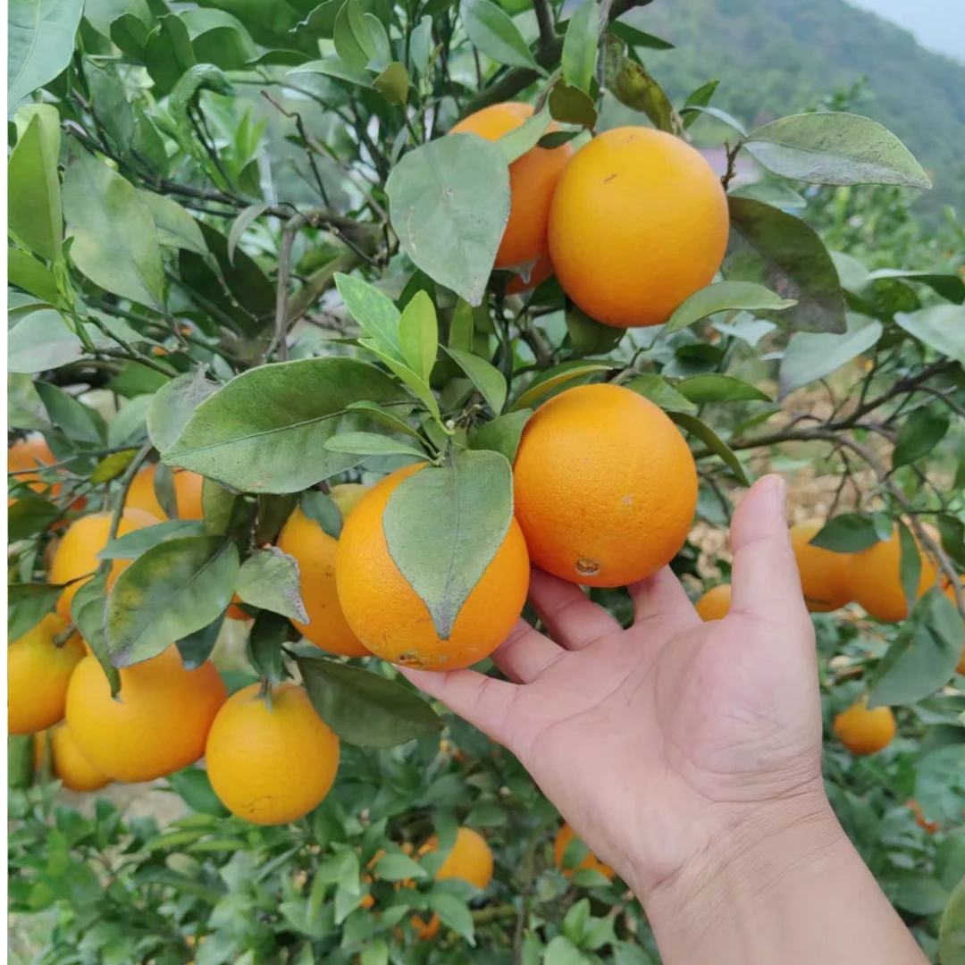 西海脐橙正宗江西赣北庐山西海水果橙子