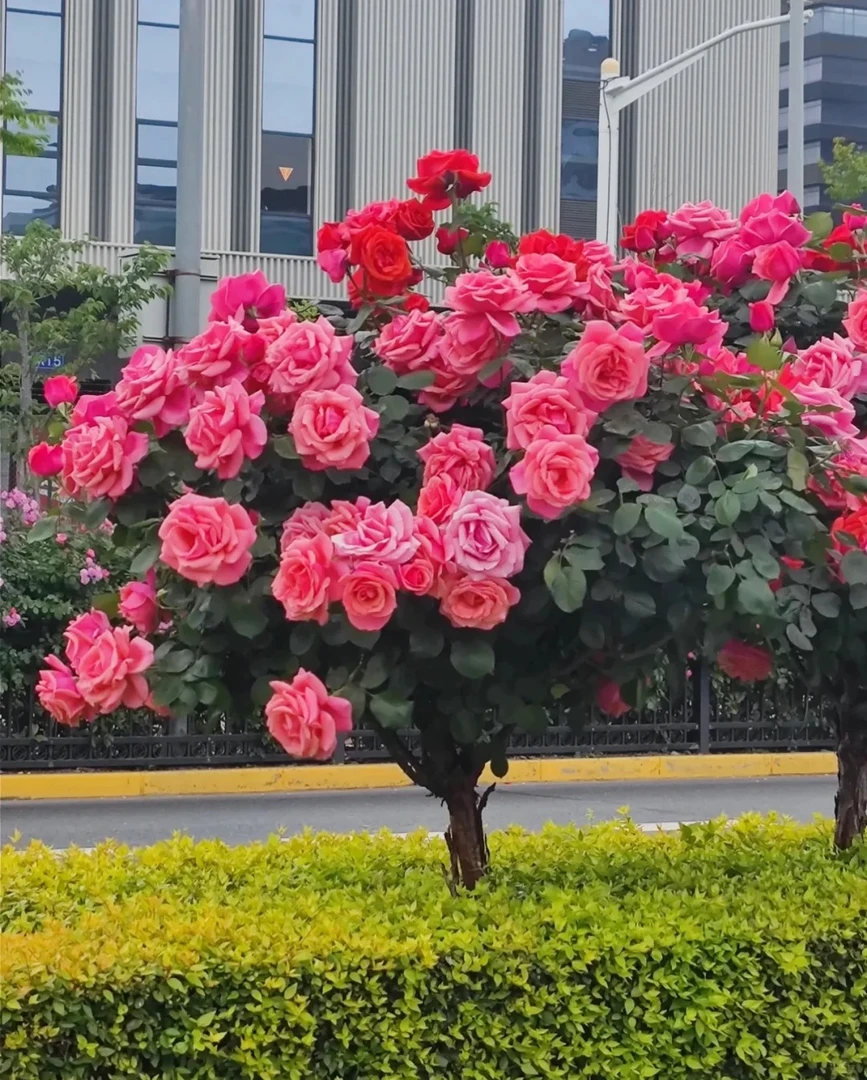 红粉双色【修剪发货】树状棒棒糖月季盆栽阳台庭院