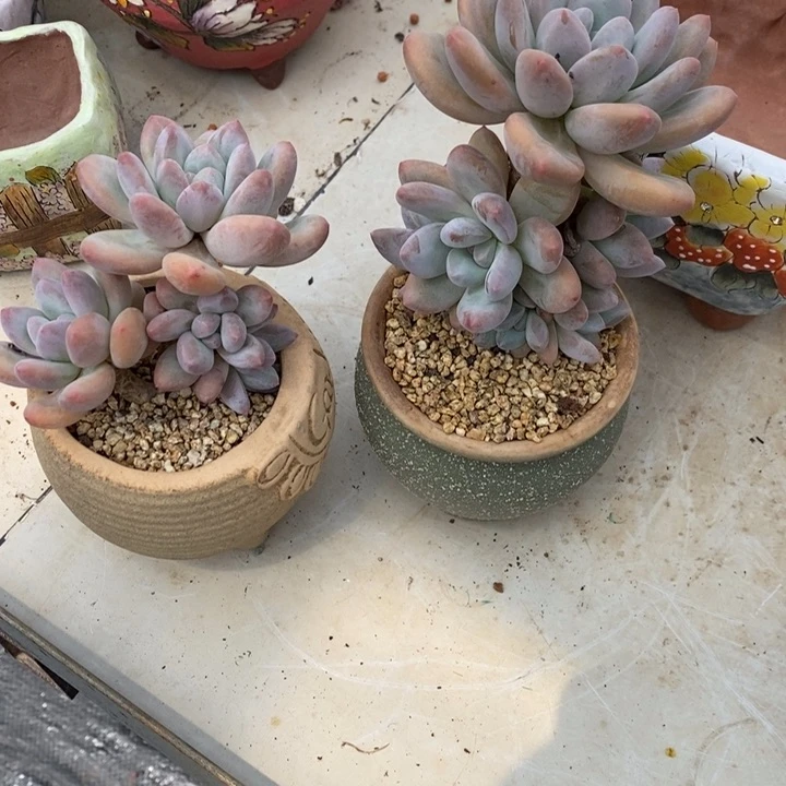 烨*香水。 两颗。小