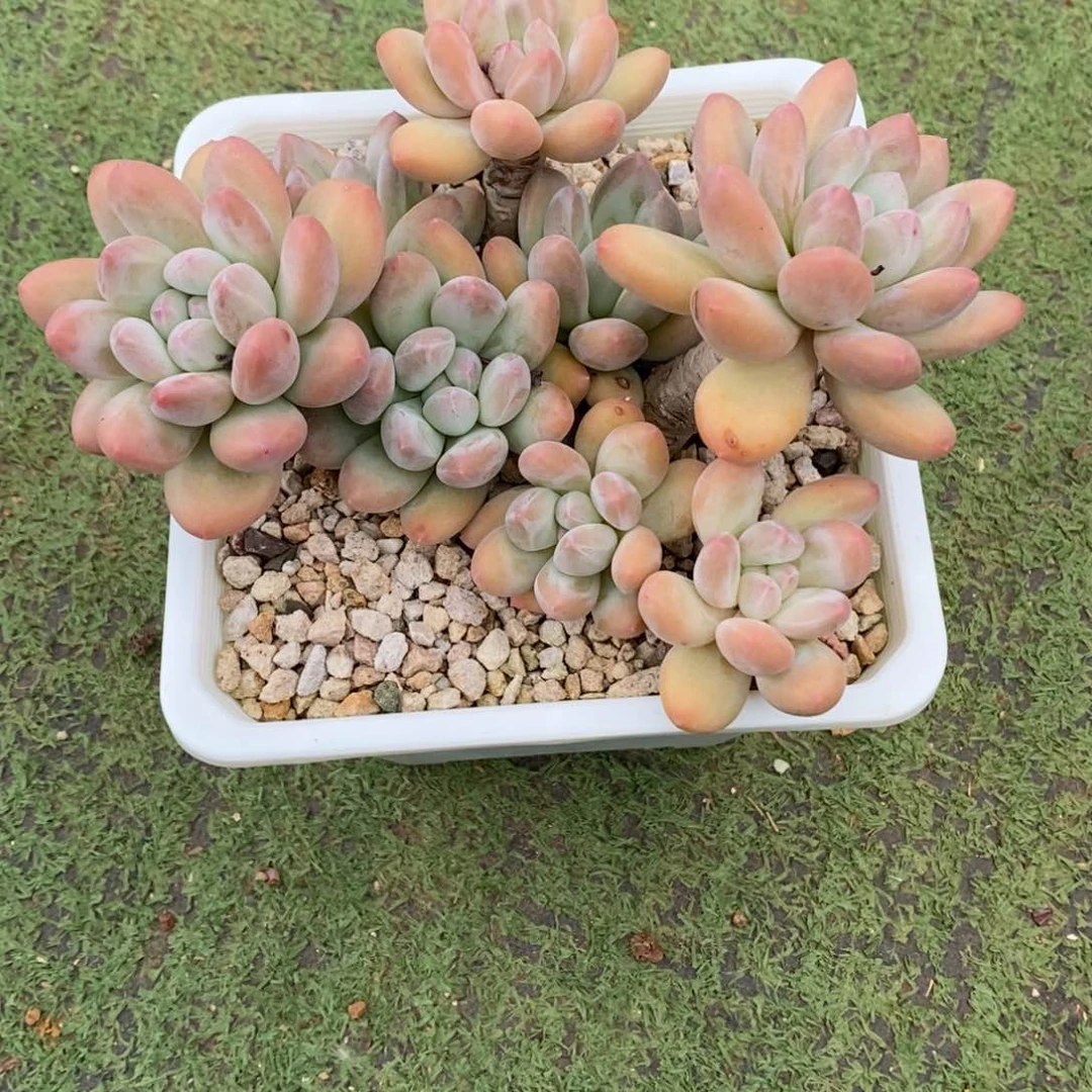 玉***院香水。   寄养