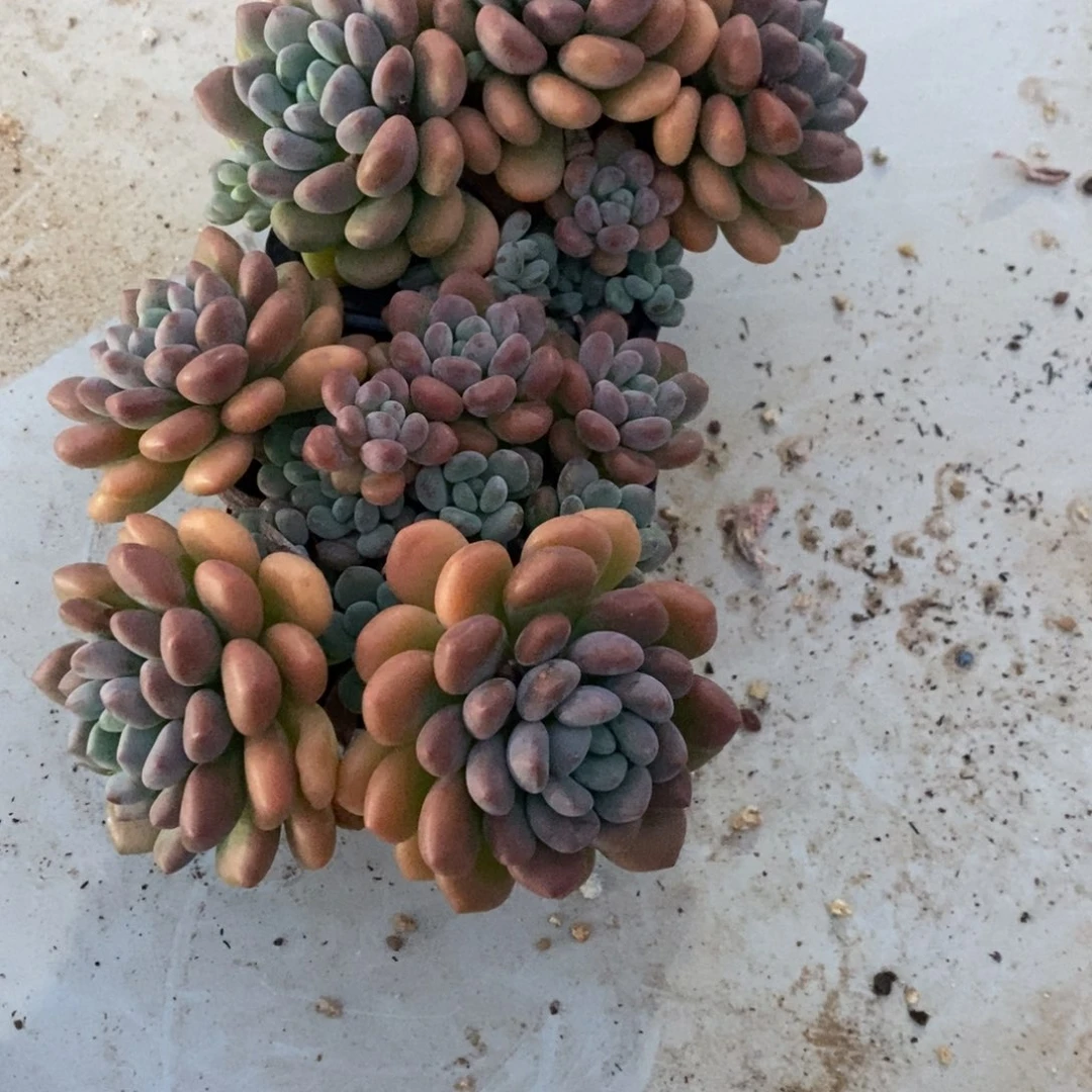 许*木糖醇两颗。