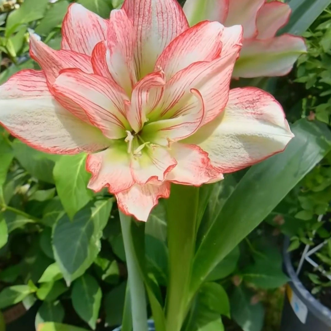 【蔓越莓】福利款重瓣朱顶红种球