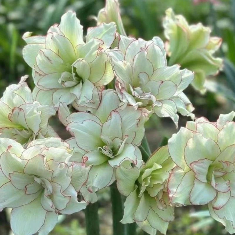 【皮皮】今典品种福利款重瓣朱顶红种球