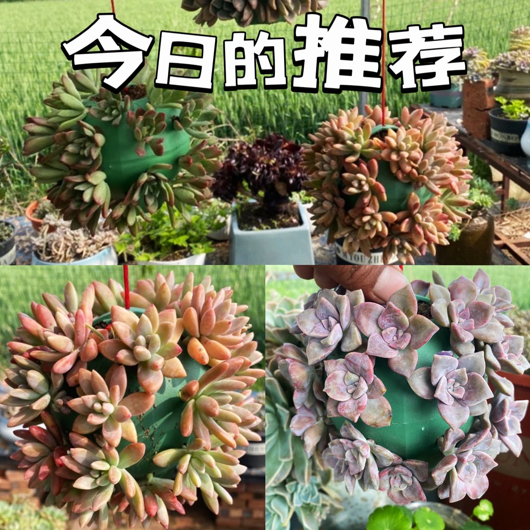 《球盆定制加长砍头苗》多肉砍头苗悬挂吊盆阳台庭院造景