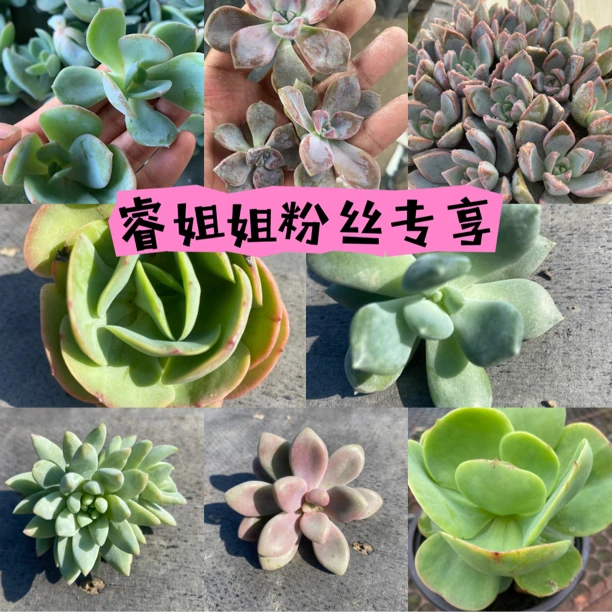 睿姐姐粉丝专享多肉植物无根砍头苗