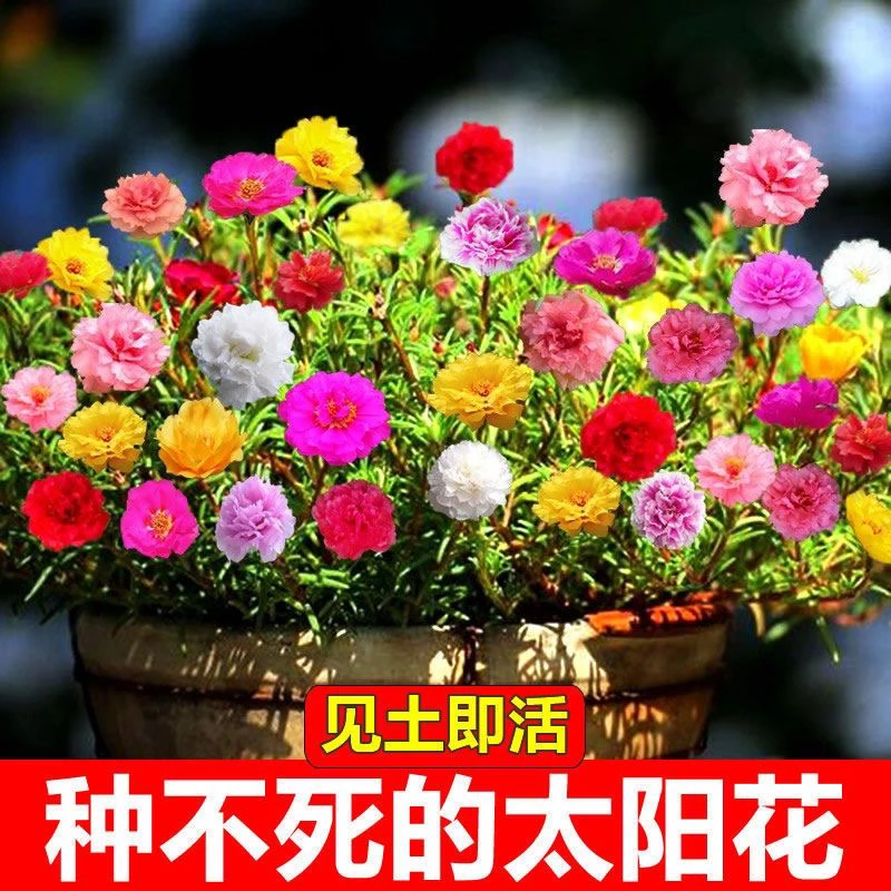 重瓣太阳花混色进口多层大花型好养易活花种籽室内外阳台盆栽