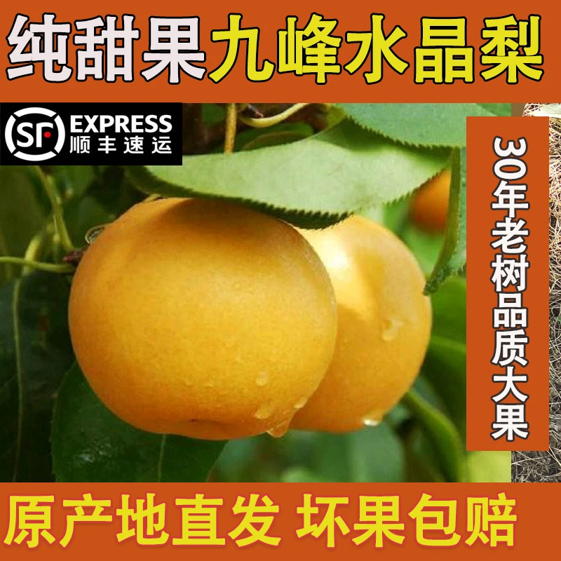 纯甜多汁广东韶关乐昌九峰山水晶梨新鲜现摘当季孕妇水果非皇冠梨