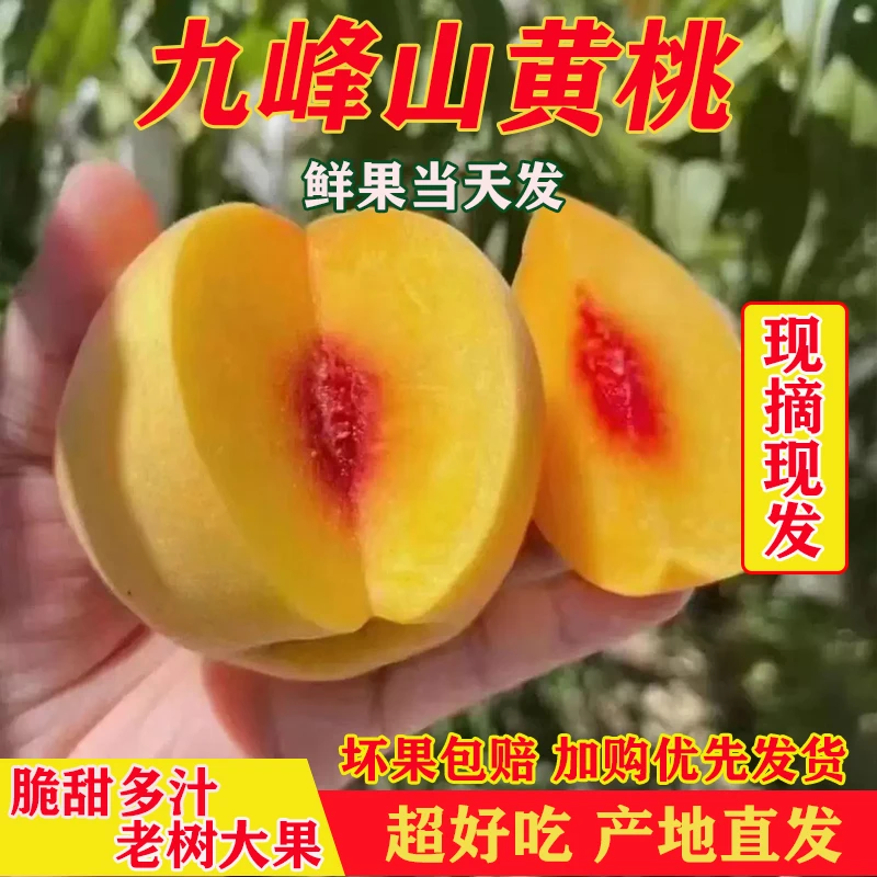 广东韶关九峰高山锦绣黄桃新鲜水果特大桃子应季水果甜脆黄桃大果