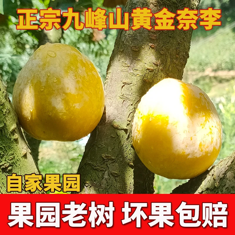 顺丰正宗九峰山黄金奈李现摘当季孕妇水果冰糖蜂蜜脱骨李恐龙蛋果