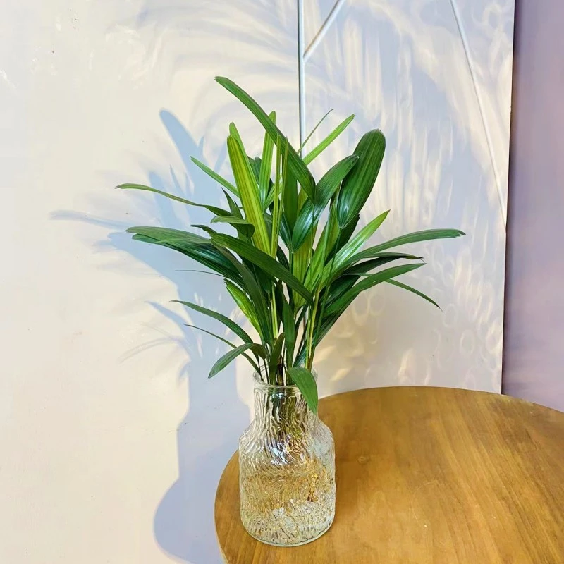 金山棕竹水培植物室内盆栽好养办公室桌面绿植水养发财竹四季长绿