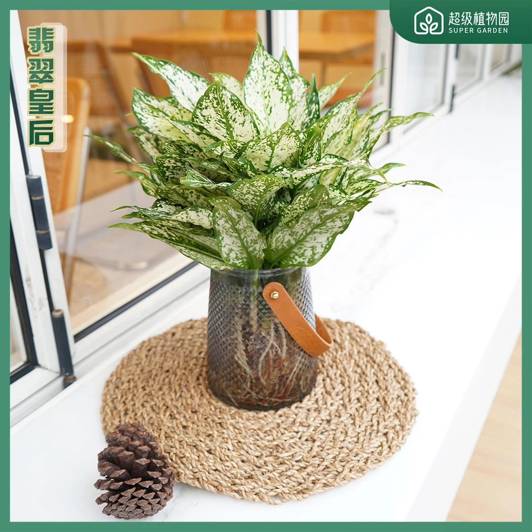 翡翠皇后万年青盆栽绿植桌面办公观叶防辐射吸甲醛净化空气玻璃瓶