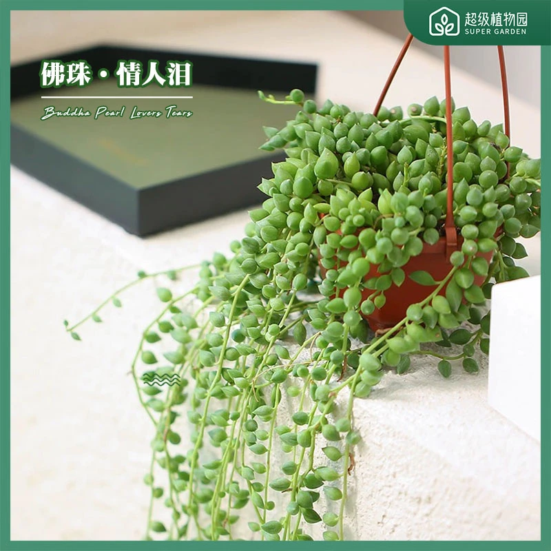 翡翠珍珠佛珠情人泪多肉绿植盆栽竹篮书房阳台庭院好养吊兰植物