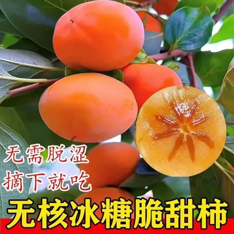 发2棵脆甜柿子盆栽地栽南北方种植送2袋肥料