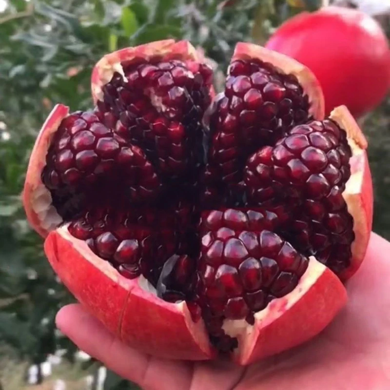 发两棵软籽石榴树苗盆栽地栽南北方种植送肥料2袋