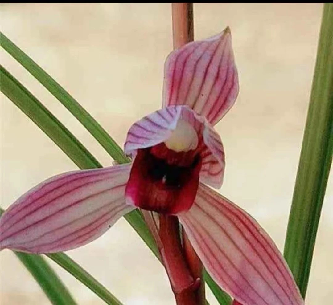 莲瓣兰花一物一拍