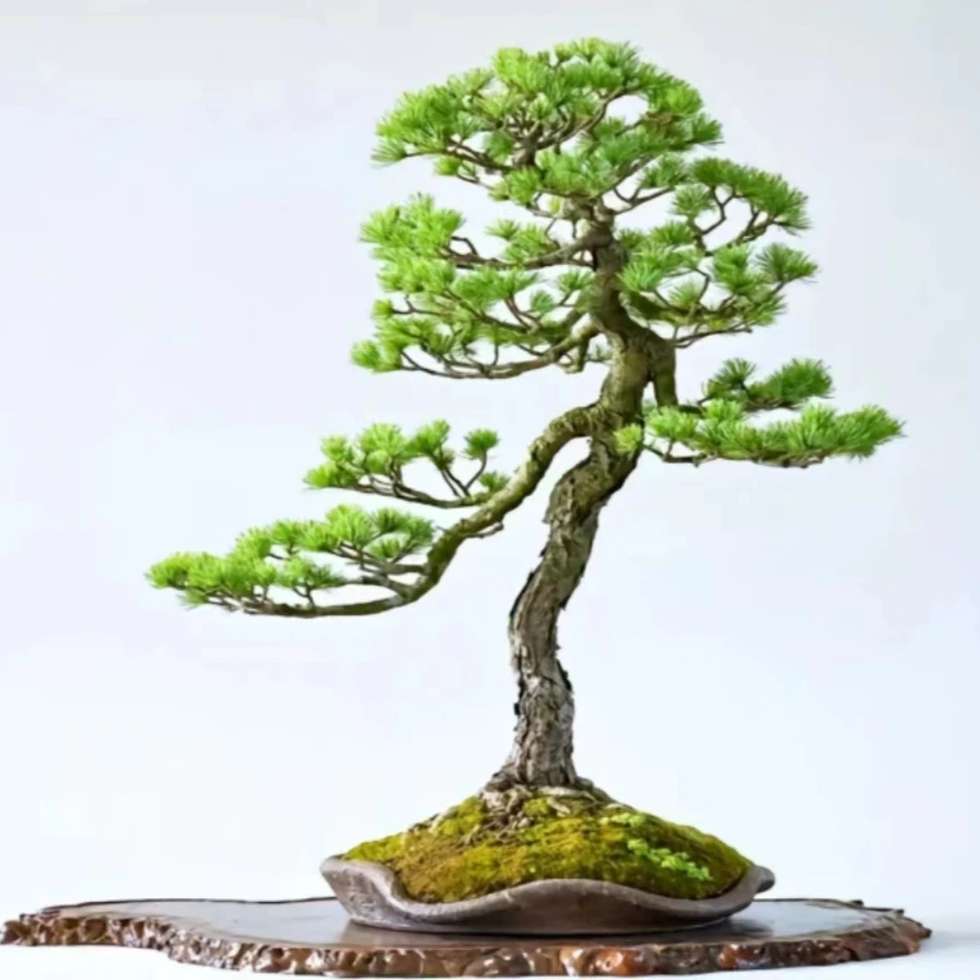 一物一拍黑松松柏盆景素材四季常青