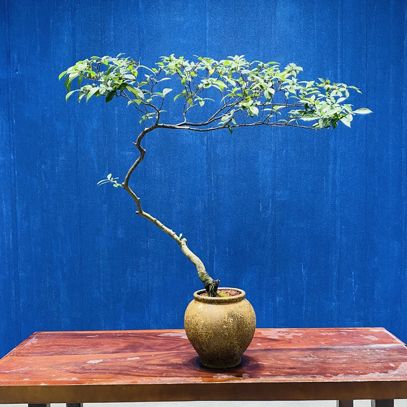 晌往I海岛栀子花游龙飘美观室内造型盆景高130冠130茶室盆栽绿植