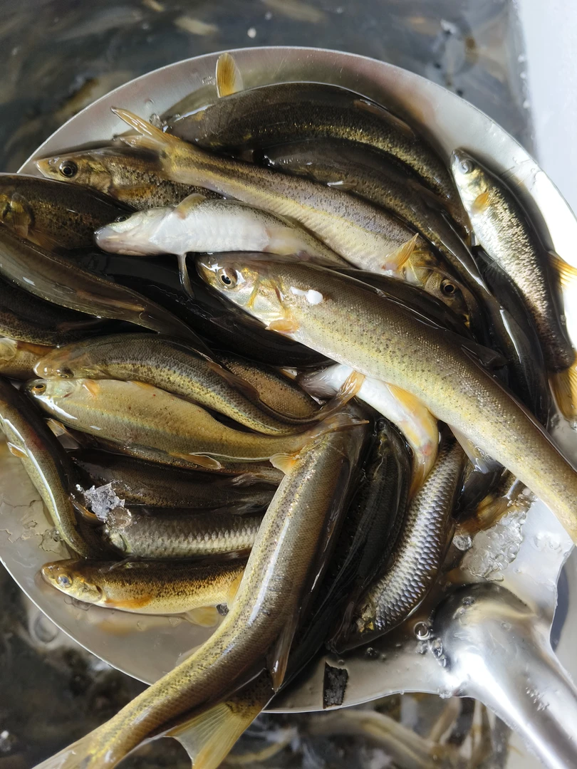 野生冷水柳根鱼二斤