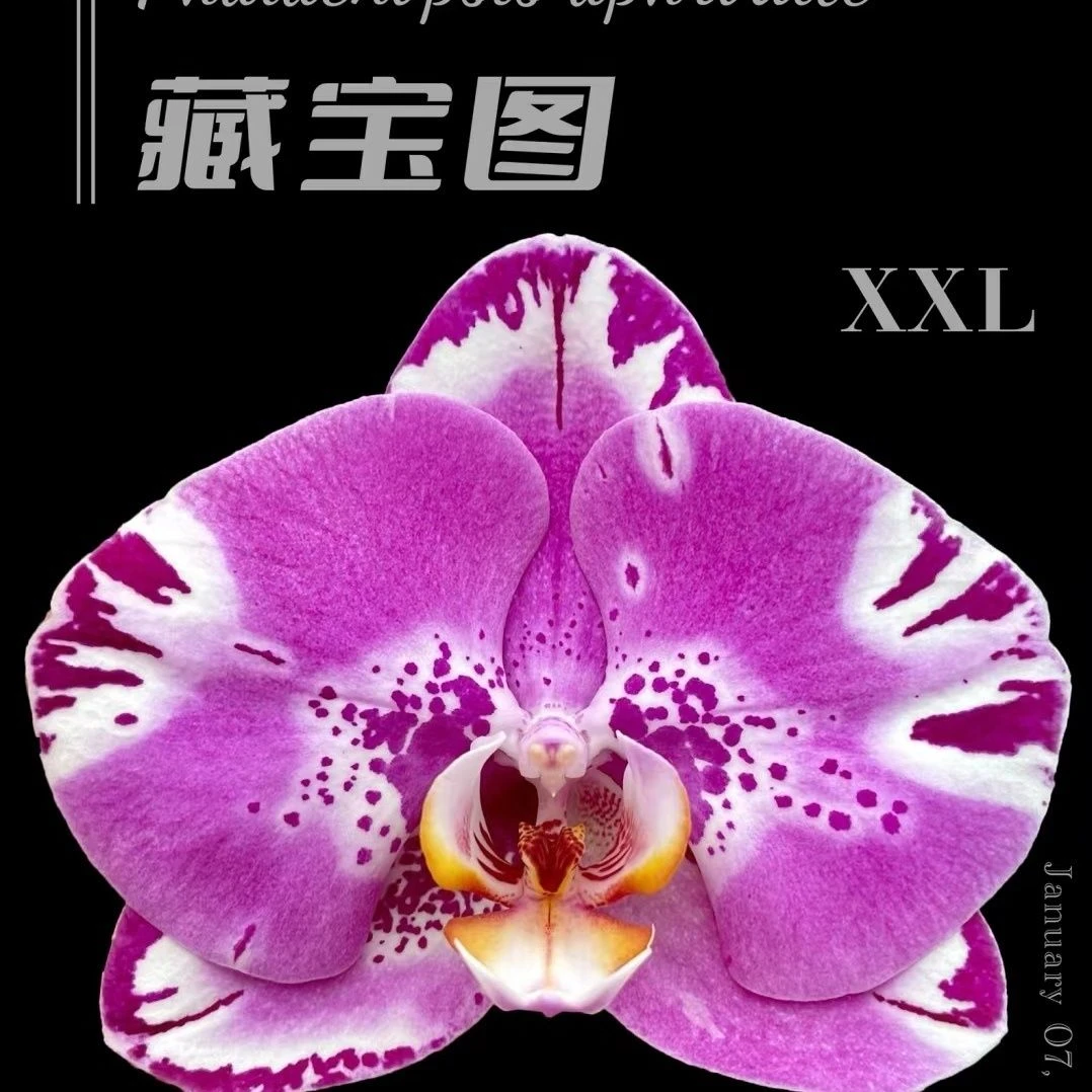 【藏宝图】欧品大花型蝴蝶兰3.5杯带花带花苞单剑花期长