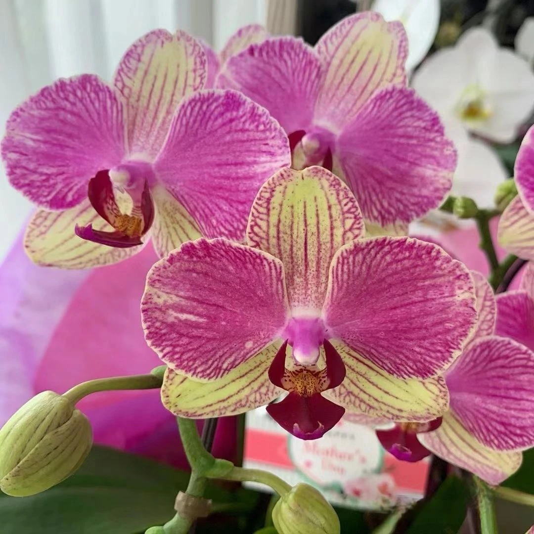 【双色鸟】粉色系蜡质花蝴蝶兰带花带花苞3.0单剑花期长好养中花