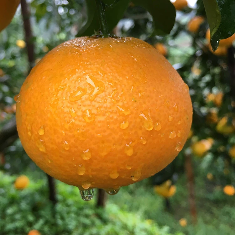 爱媛现货眉山丹棱38号果冻橙