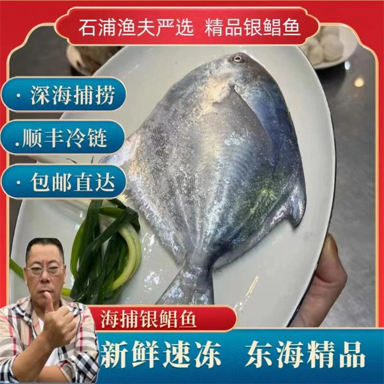 【石浦渔夫】【银鲳鱼】宁波东海 野生海捕银鲳 象山石浦发货顺丰包邮