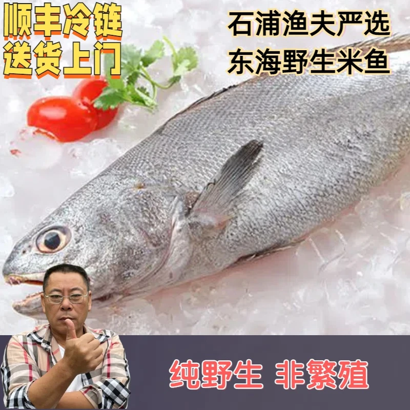 【石浦渔夫】【米鱼】宁波东海野生象山石浦发货鲜冻顺丰冷链包邮米鱼