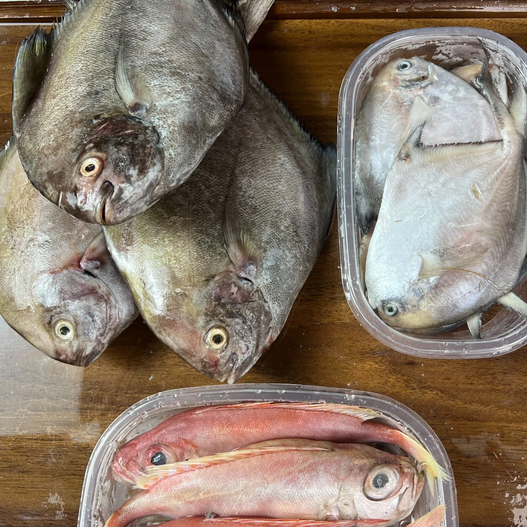 正宗东海野生红阳鱼 白鲳鱼 黑鲳鱼 共四斤 味道鲜美 肉质细腻