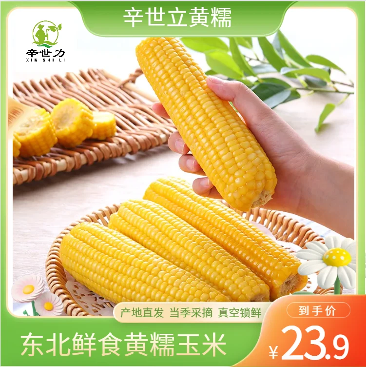 260-320克每根【10根】2024年新加工东北糯玉米软糯粘香黑土地
