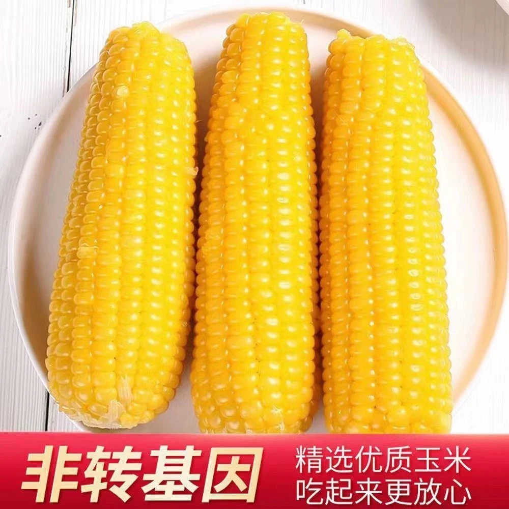 【5-6斤一整箱】 东北黑土地黄糯玉米220-280g一整箱10根