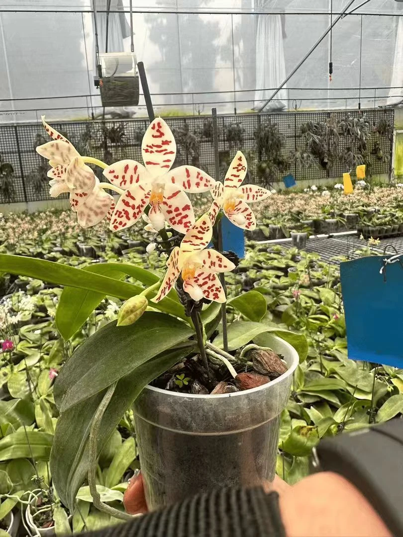 苏门答腊斑纹蝴蝶 3.5寸 苗株或花剑 叶片有瑕疵 鲜花绿植