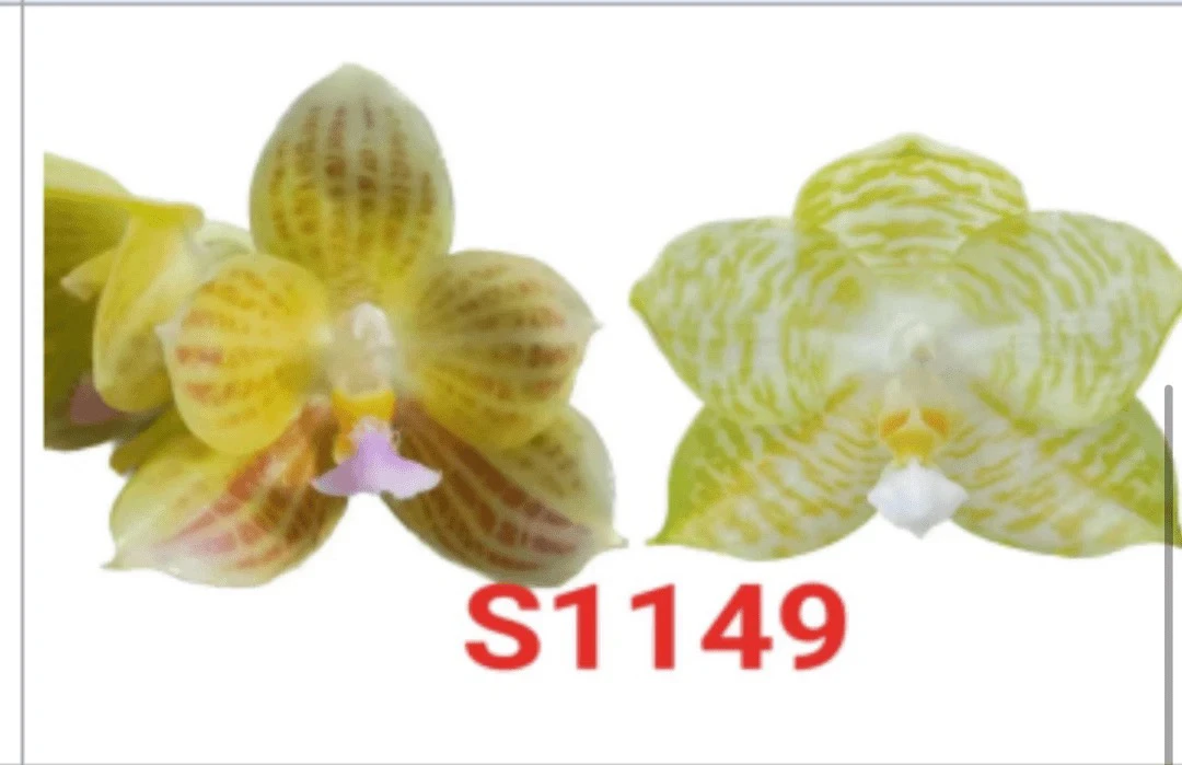 【盈收兰园】YSS1149 米库爪哇交白老虎 3寸开花株 双花剑 鲜花绿植