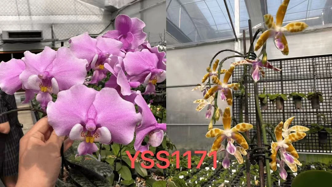 【盈收兰园】YSS1171 贵族西交橘玛丽 3寸 苗株  瑕疵 鲜花绿植