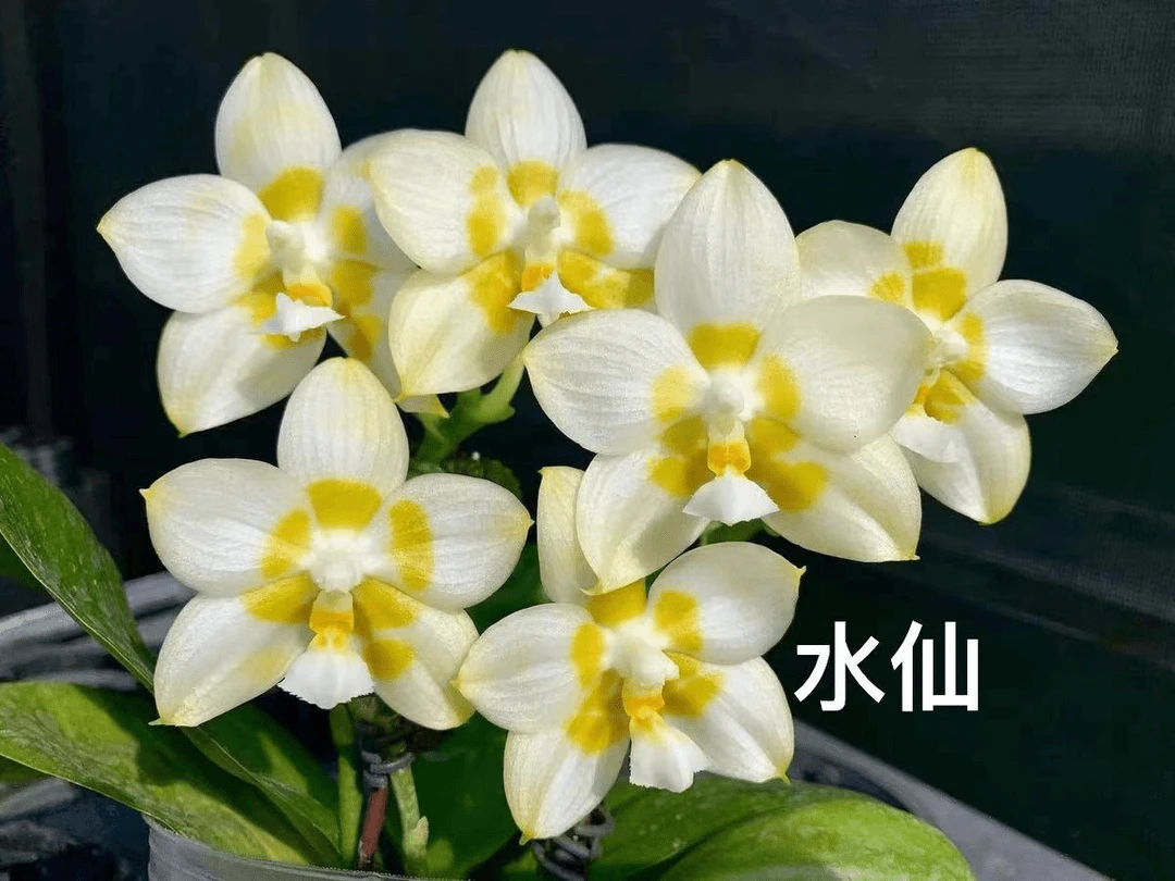 蝴蝶兰 水仙 2.5寸苗株 叶片有瑕疵
