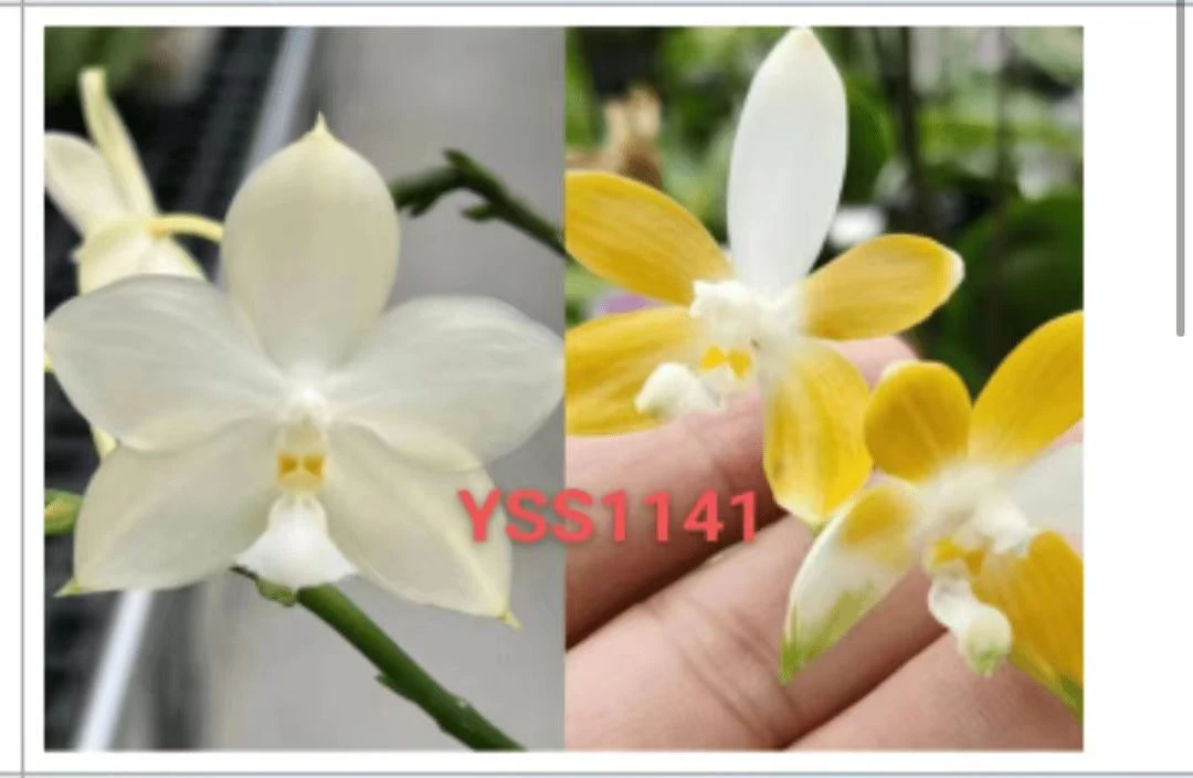 原生种蝴蝶兰 YSS1141鹰隼彩虹交黄白跳瓣 1.7寸 苗株