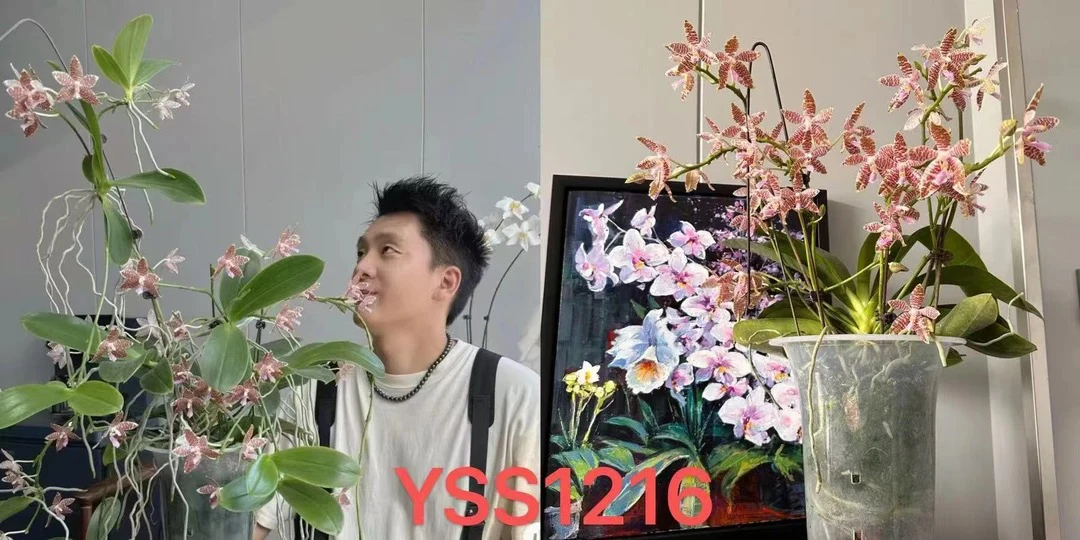 YSS1216 1.7寸 苗株 少根 蝴蝶兰 鲜花绿植 微瑕疵