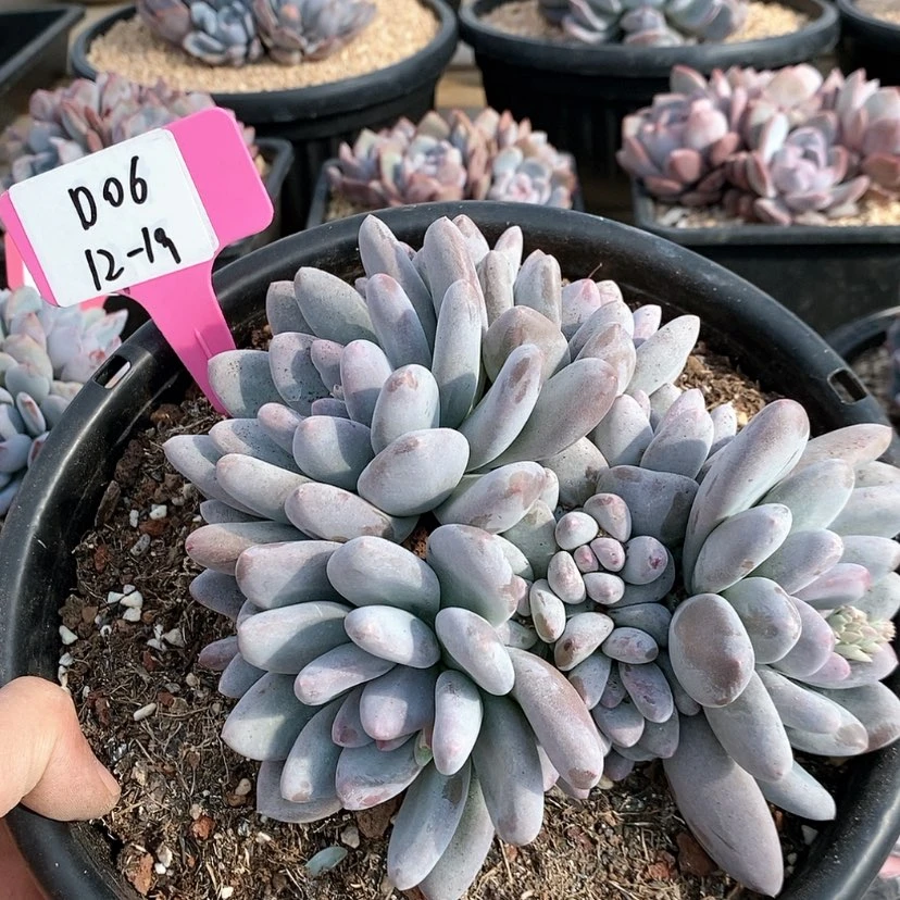【闪购商品】爆***花20231219-D06