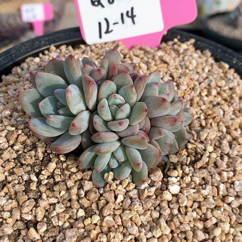 【闪购商品】穆****g20231214Q83