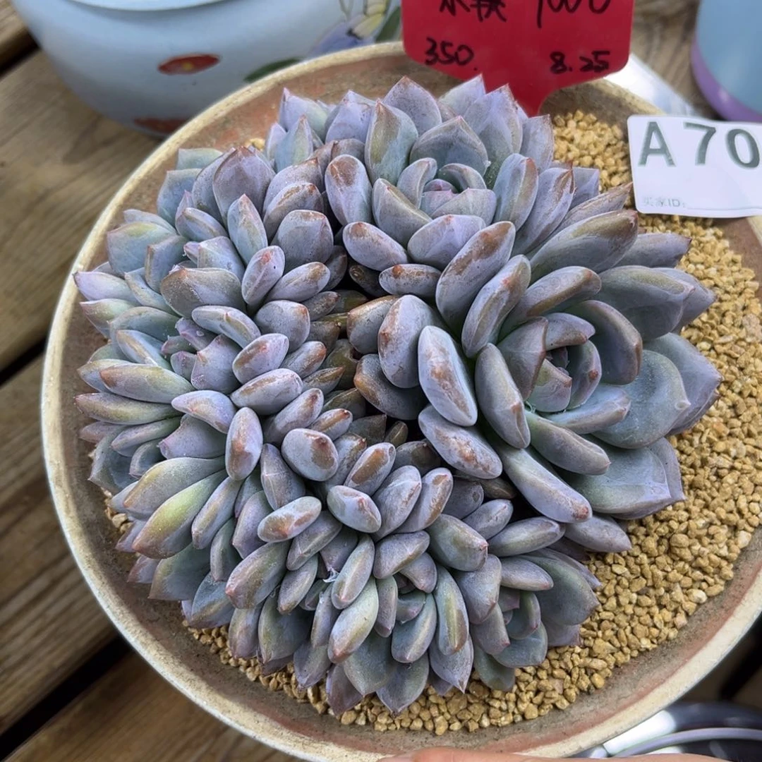 Y**UA709售后范围：签收起7天内，超时不售后