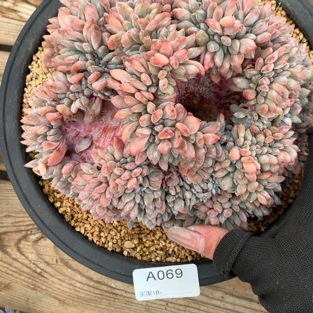 A069售后范围，签收起7天 内，超时不售后