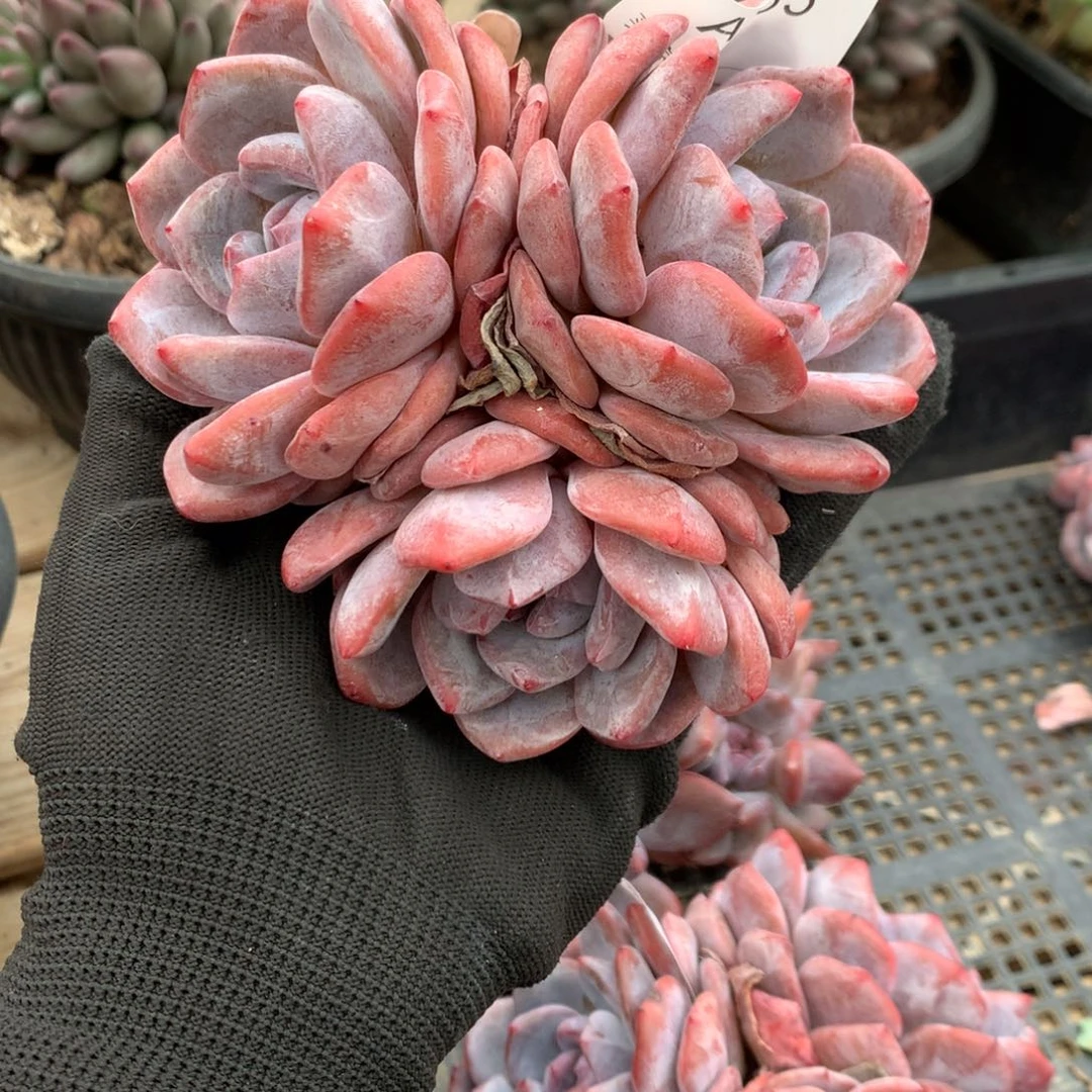 A235 售后范围：签收起7天内，超时不售后