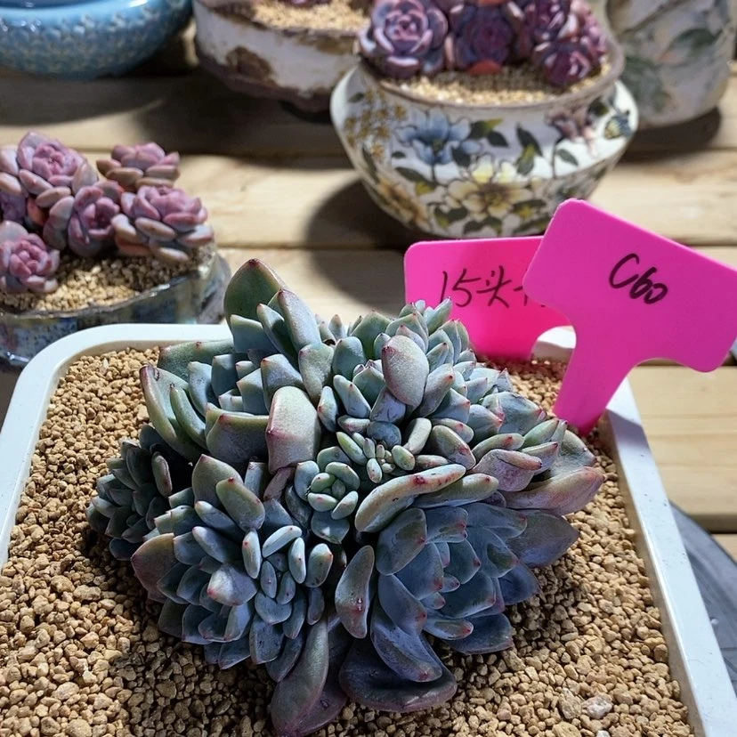 【闪购商品】?**酱20231218-c60